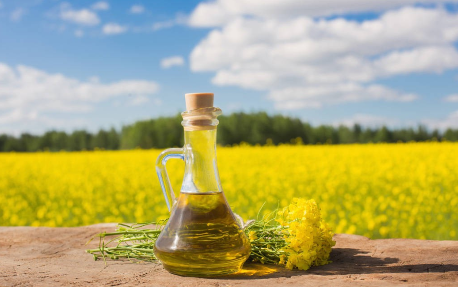 rapeseed oil 