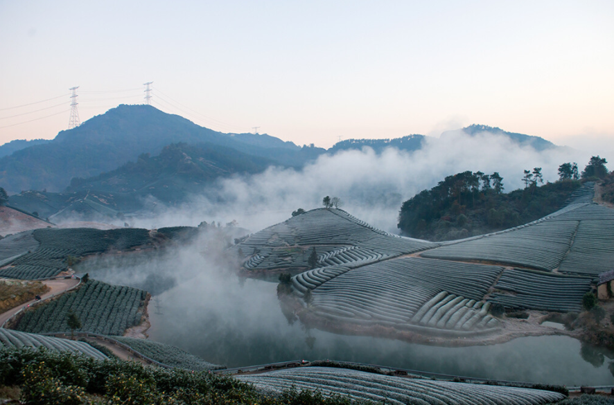 Tea Garden