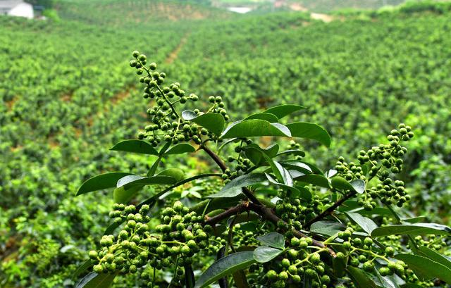 The production process of pepper oil