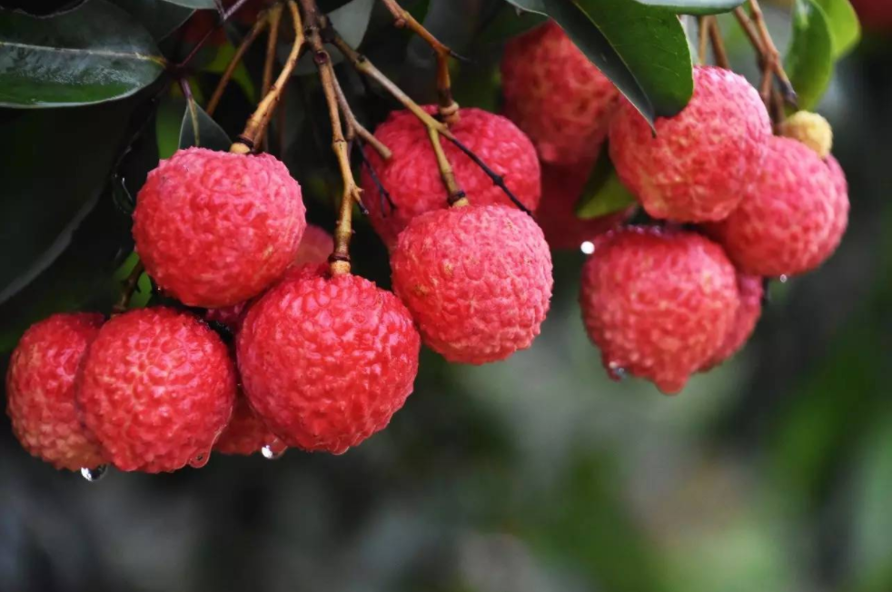 solid lychee beverage