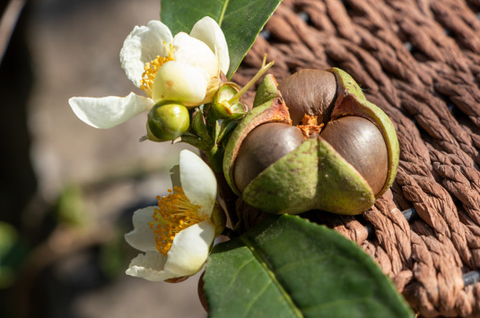 Camellia seed