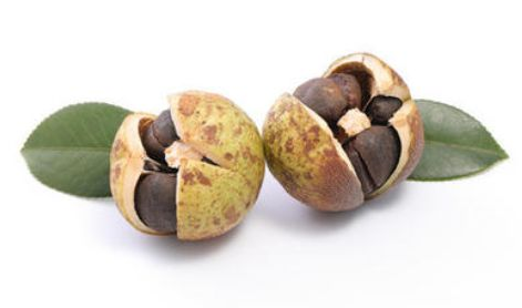 Camellia seed