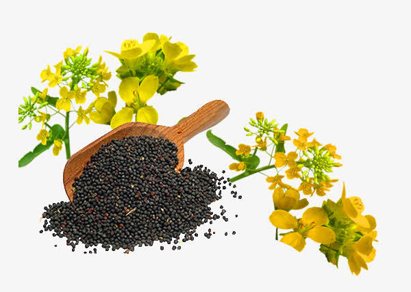 mustard oil