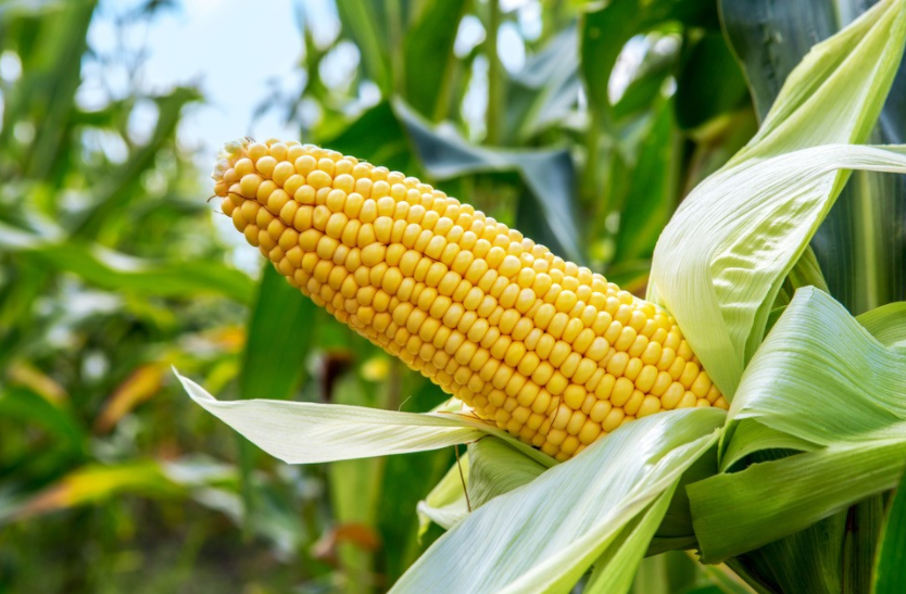 corn