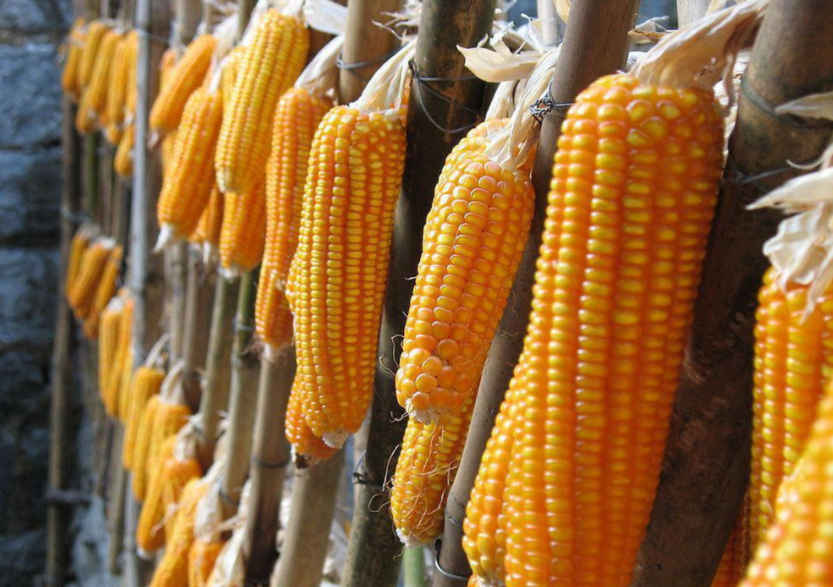corn