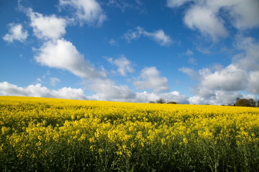 Rapeseed field