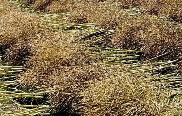 Rapeseed husks and stalks