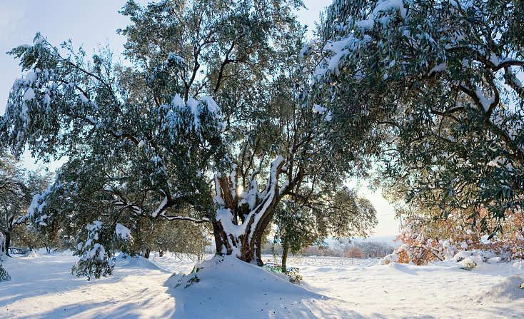 olive tree