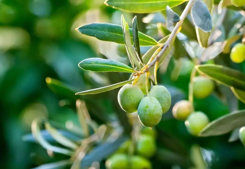 olive tree