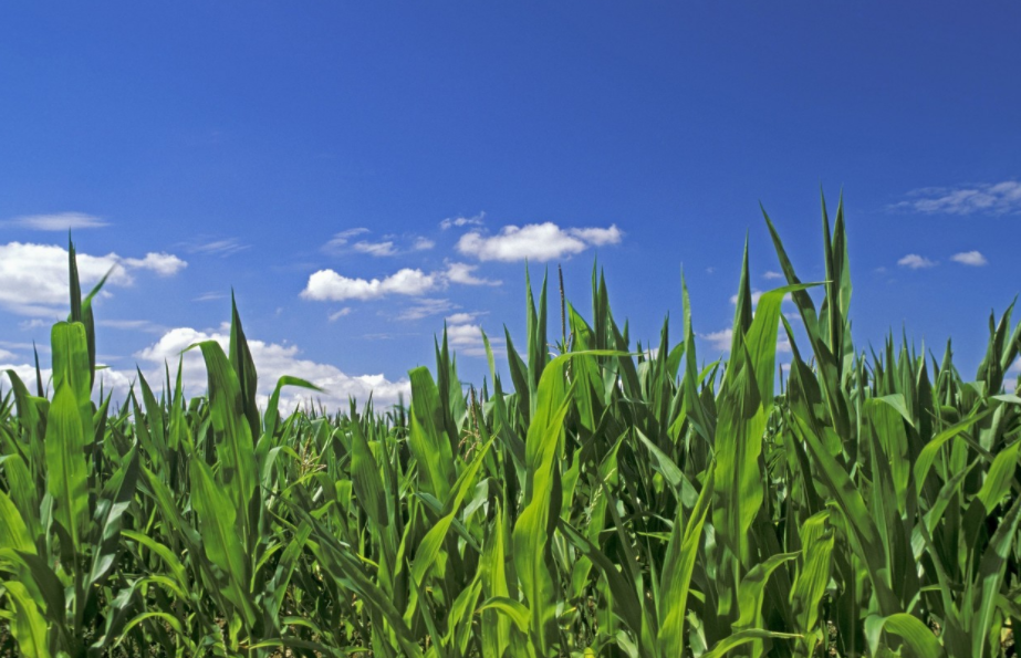 Corn field