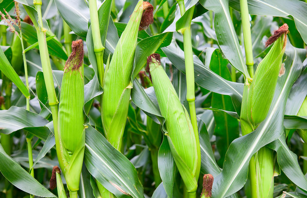 Corn field
