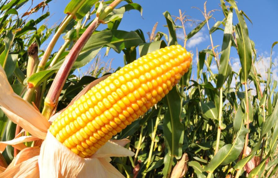 Corn field