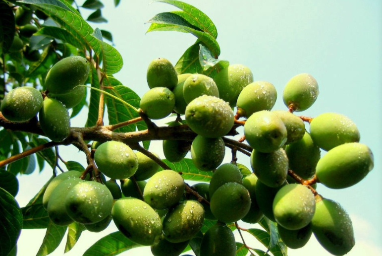 Olive