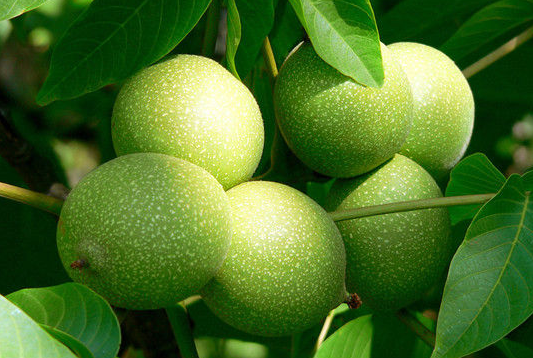Walnut