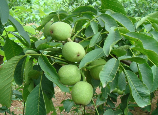 Walnut