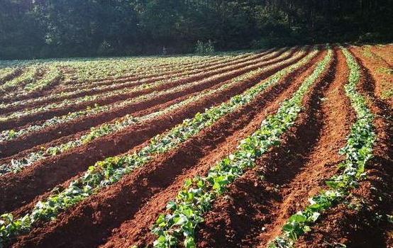 Sweet potato field