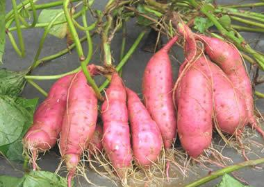 Sweet potato