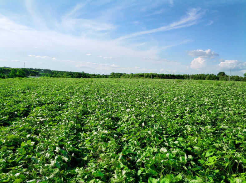 Sweet potato field