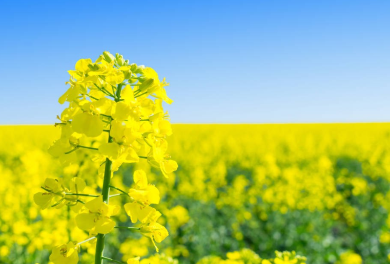 Canola flower