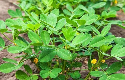 Peanut seedlings