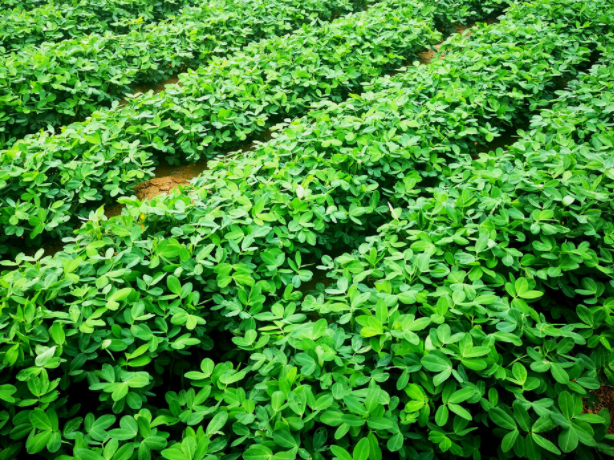 Peanut field