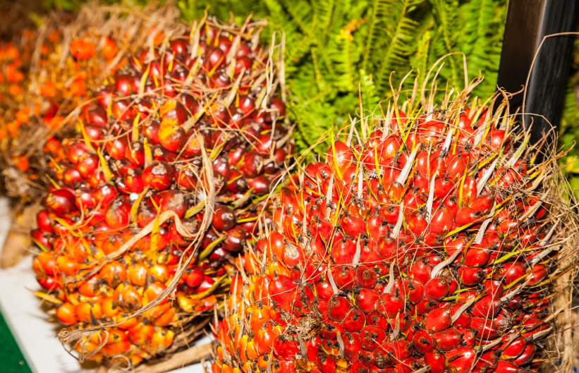 Palm fruit