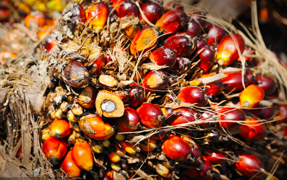 Palm fruit