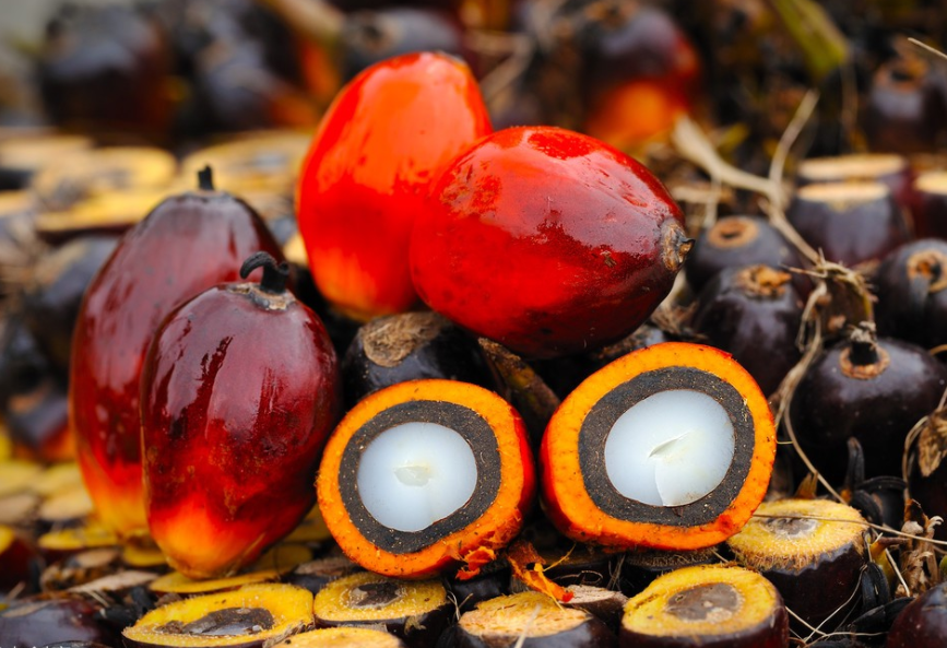 Oil palm