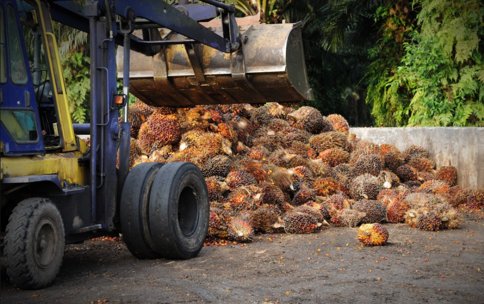 Palm fruit receiving section
