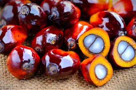 palm oil