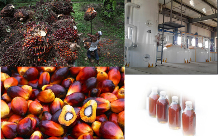 palm kernel oil press