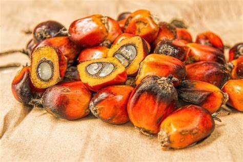 palm fruit bunch