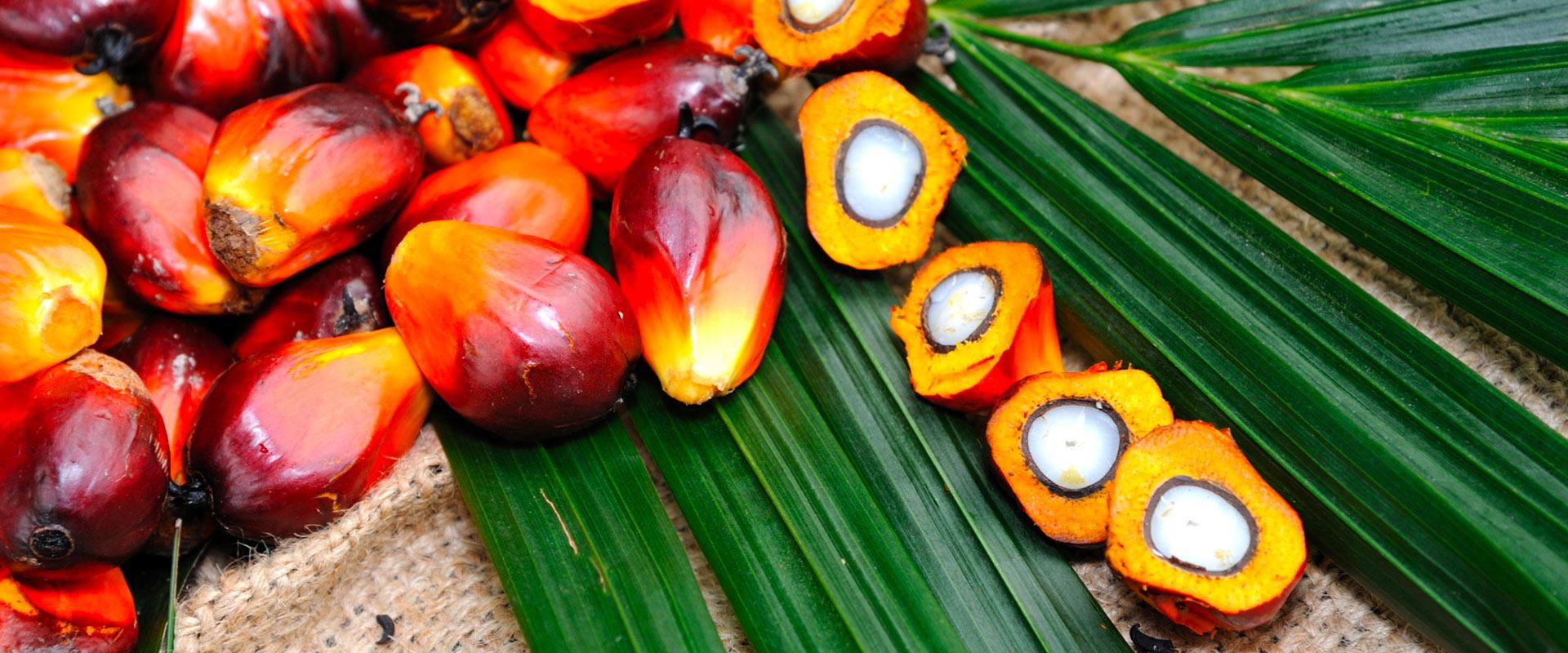 palm oil