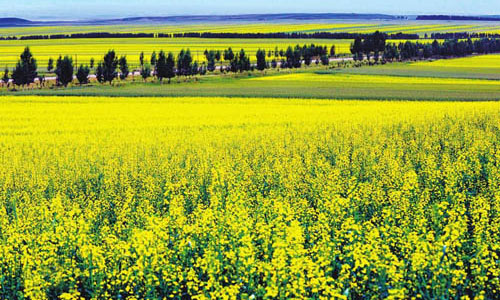 Rapeseed